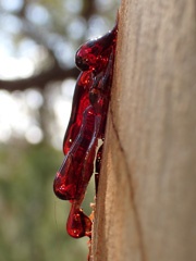 Sap